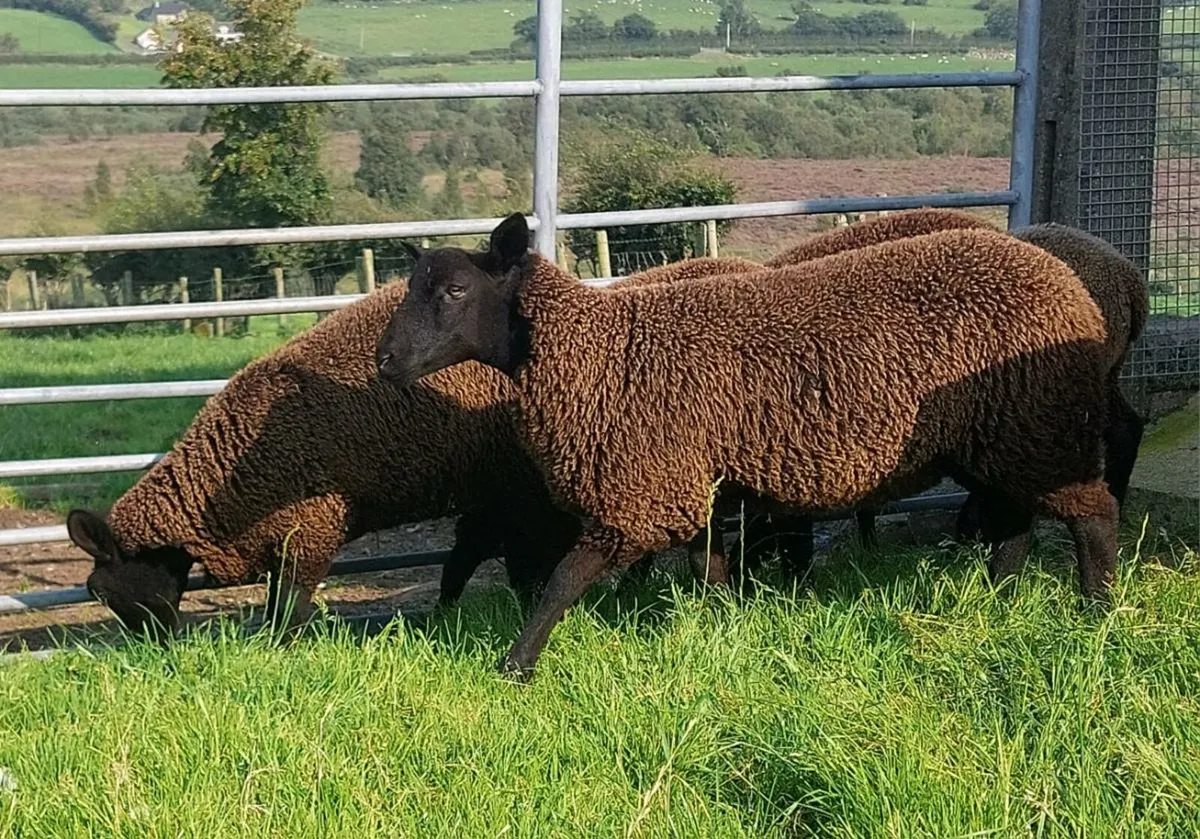 Coloured ewelambs - Image 2