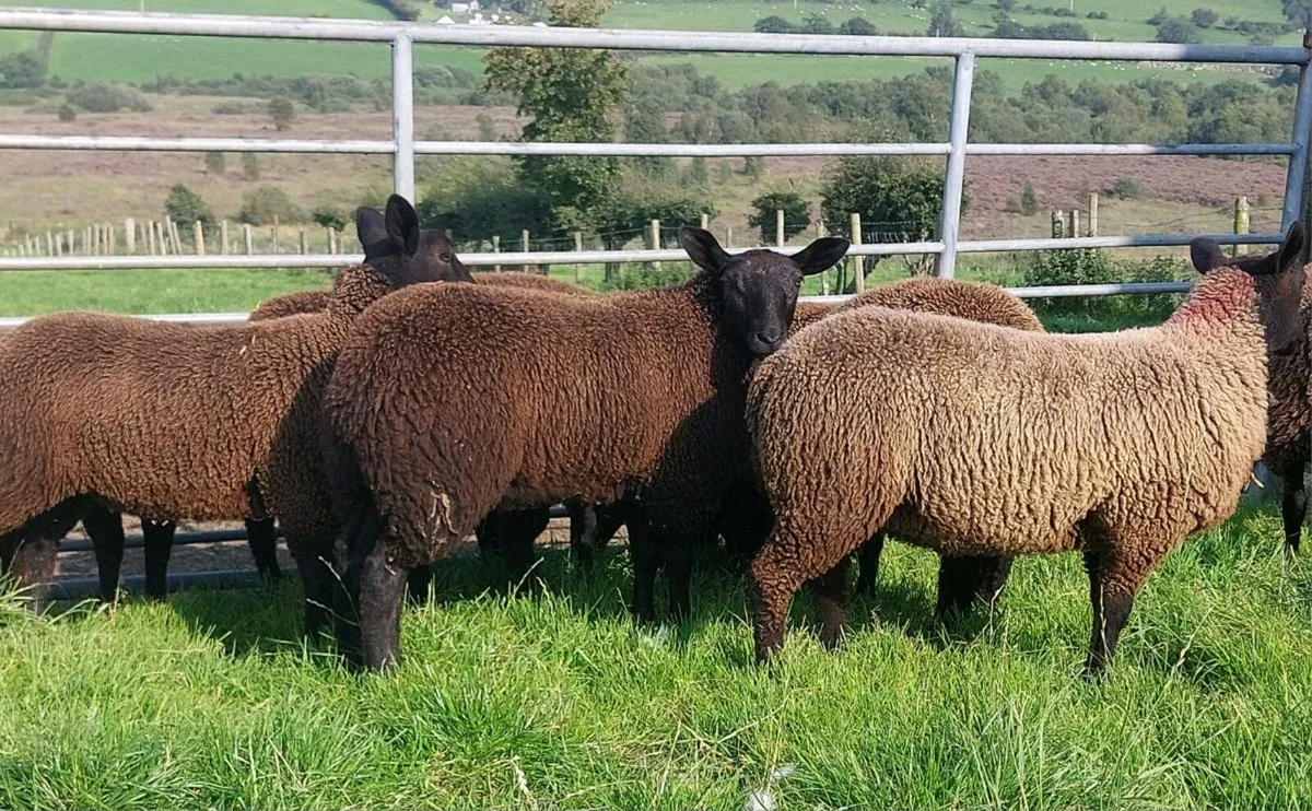 Coloured ewelambs - Image 1
