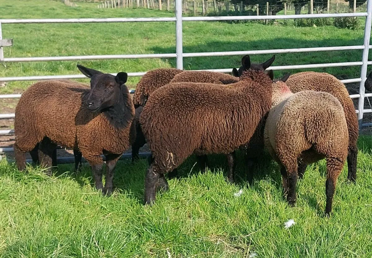 Coloured ewelambs - Image 3