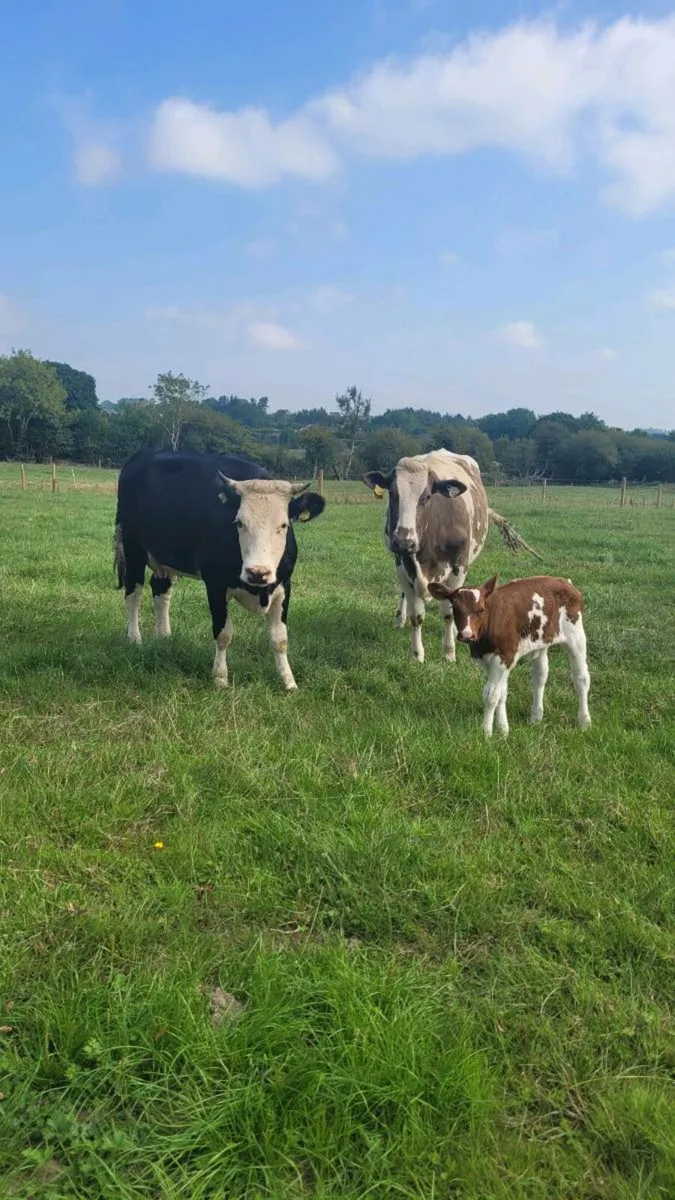 Hereford heifer with sim heifer calf - Image 3