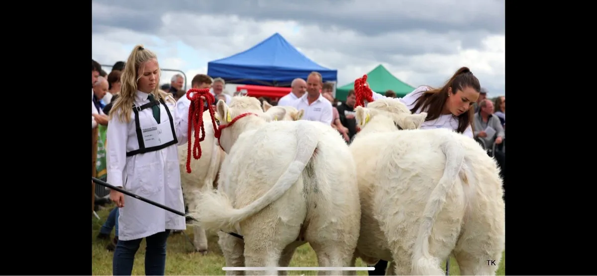 💥Show Ready Pedigree Charolais Heifer💥 - Image 1