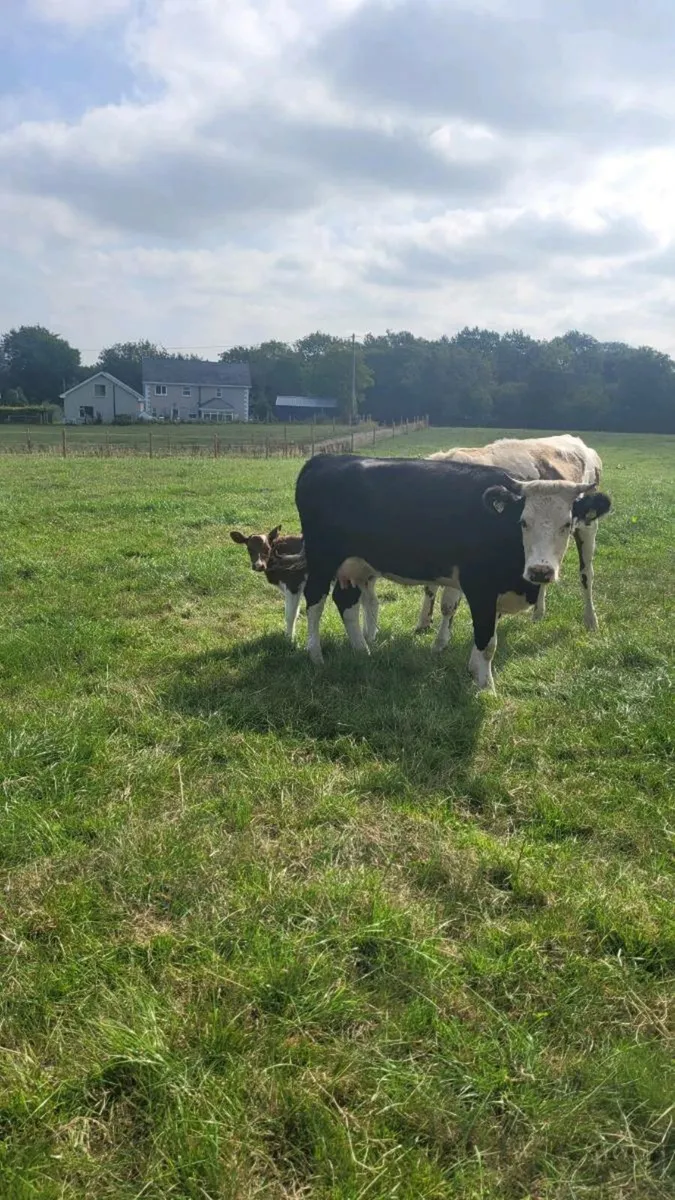 Hereford heifer with sim heifer calf - Image 4