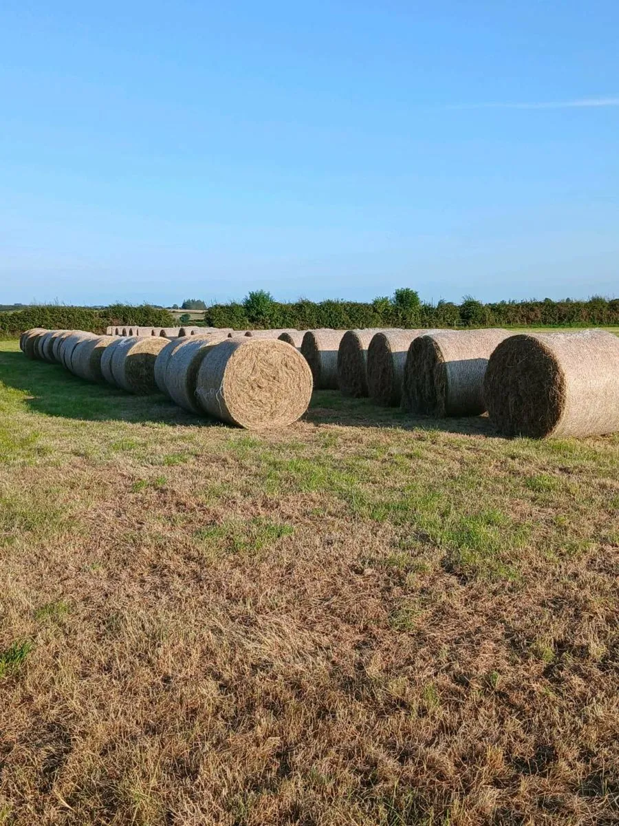 Green hay - Image 2