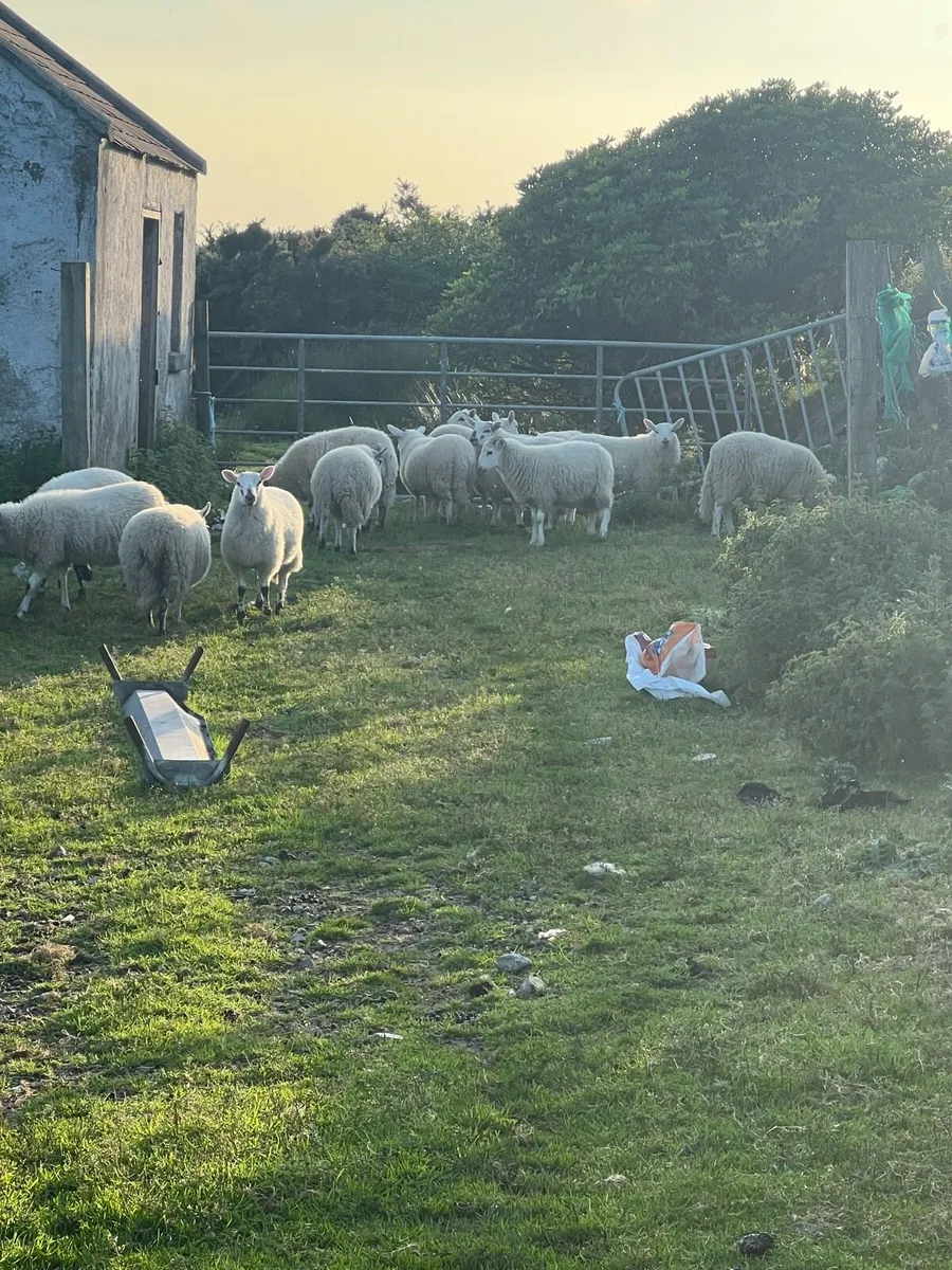 Lambs bot sale - Image 2
