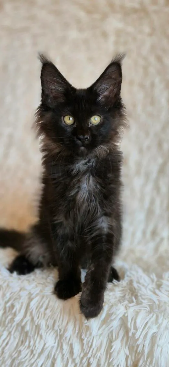 Maine Coon - Image 2