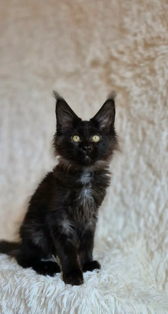 Maine Coon - Image 3