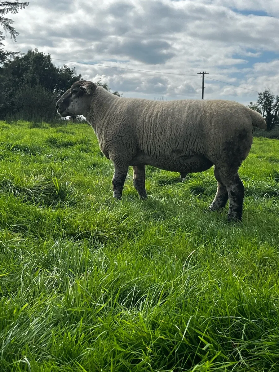 🔥Super Suftex Hogget Rams🔥 - Image 1