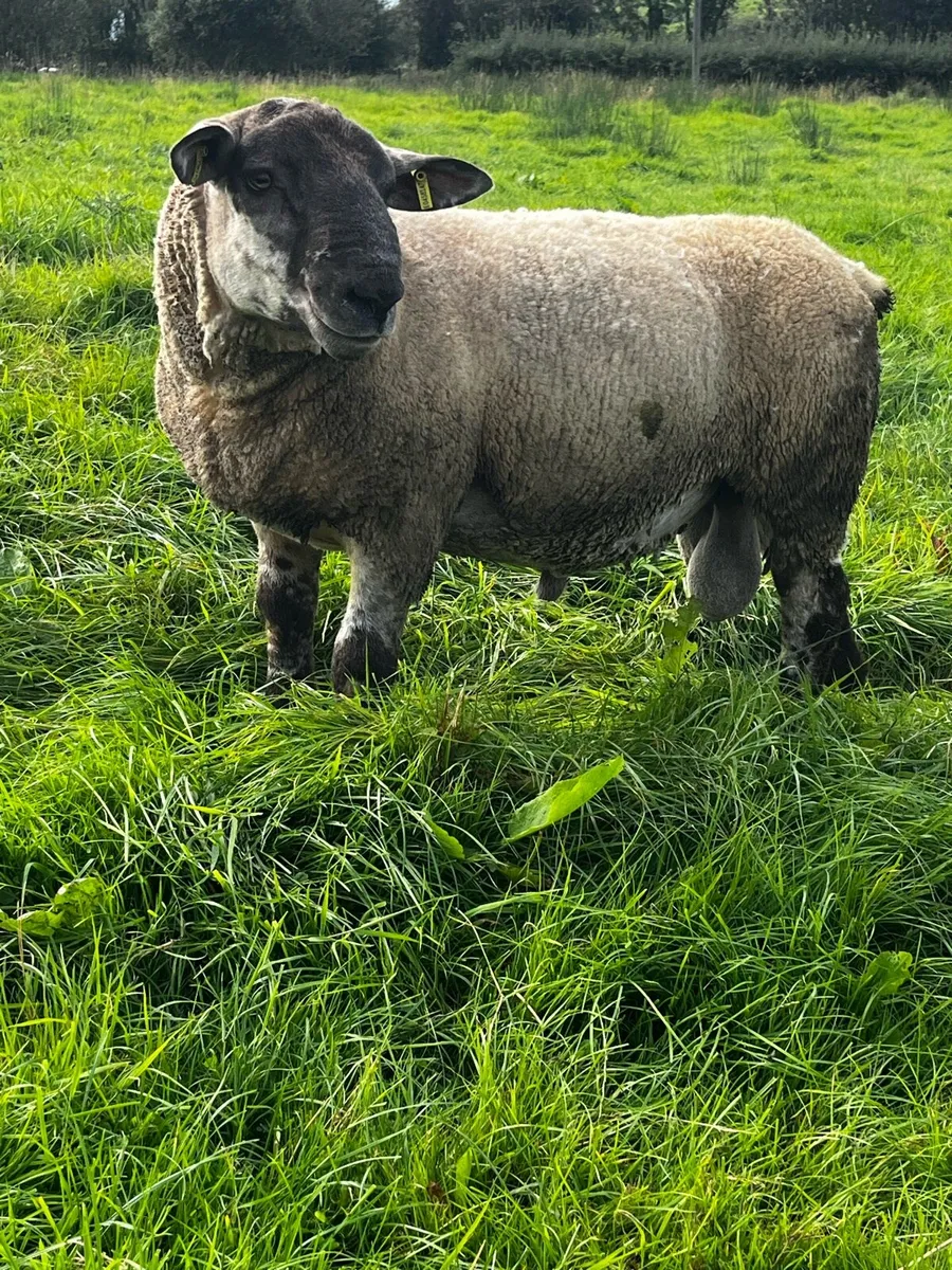 🔥Super Suftex Hogget Rams🔥 - Image 2