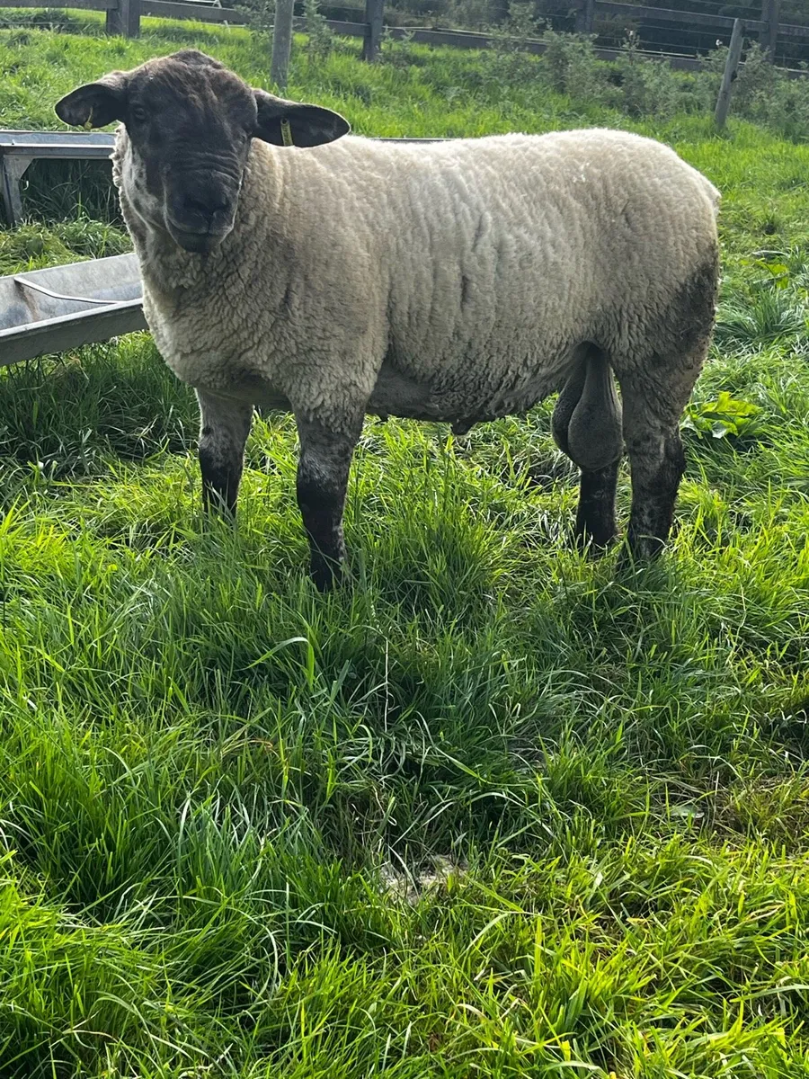🔥Super Suftex Hogget Rams🔥 - Image 3