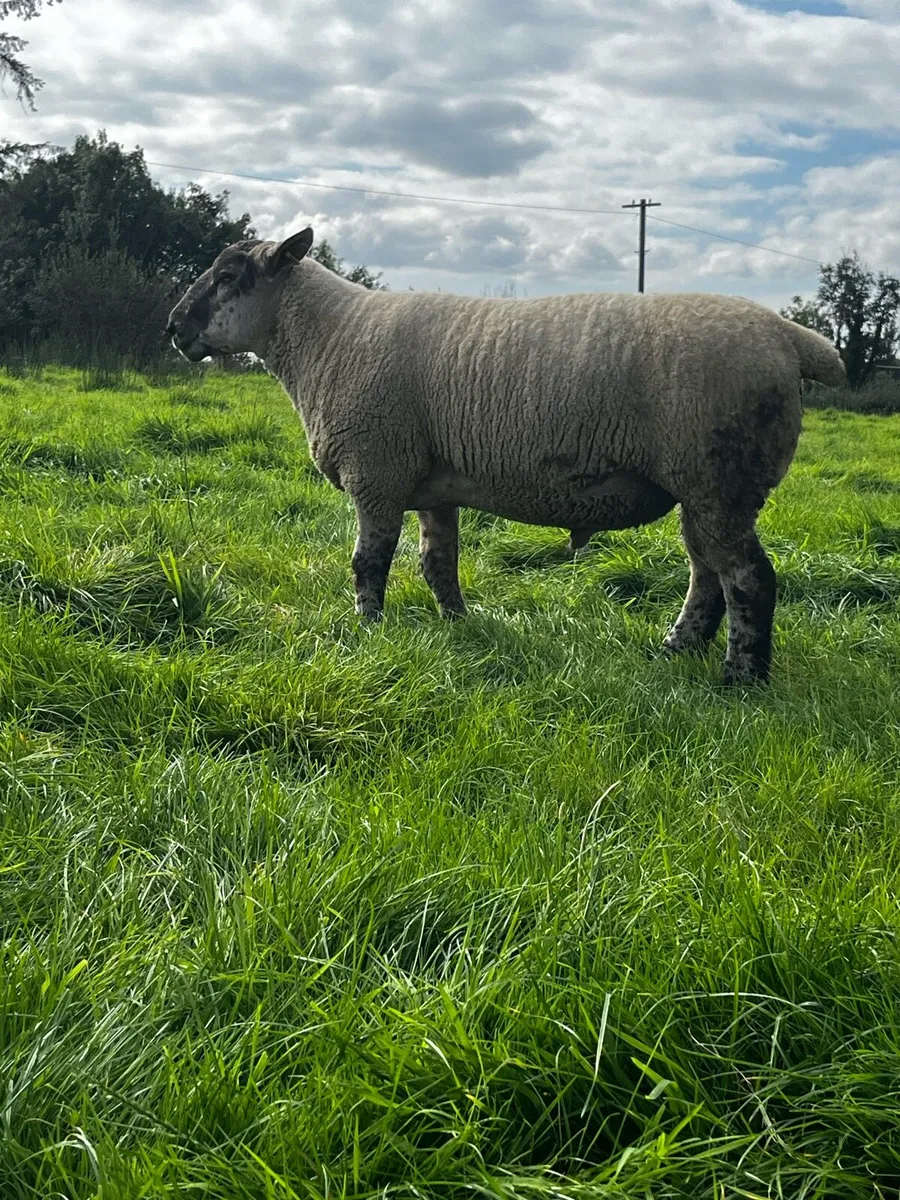 🔥Super Suftex Hogget Rams🔥 - Image 4