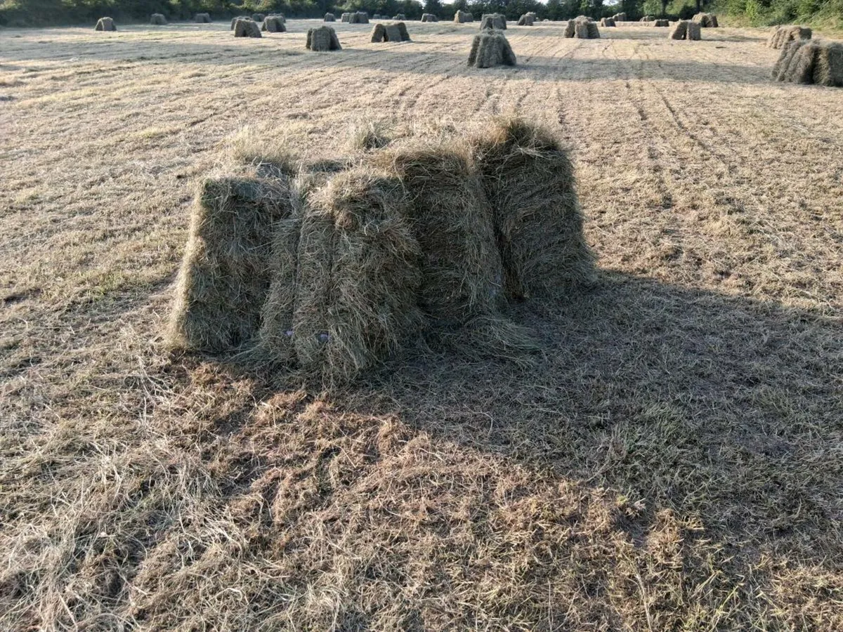 Hay,square bales - Image 1