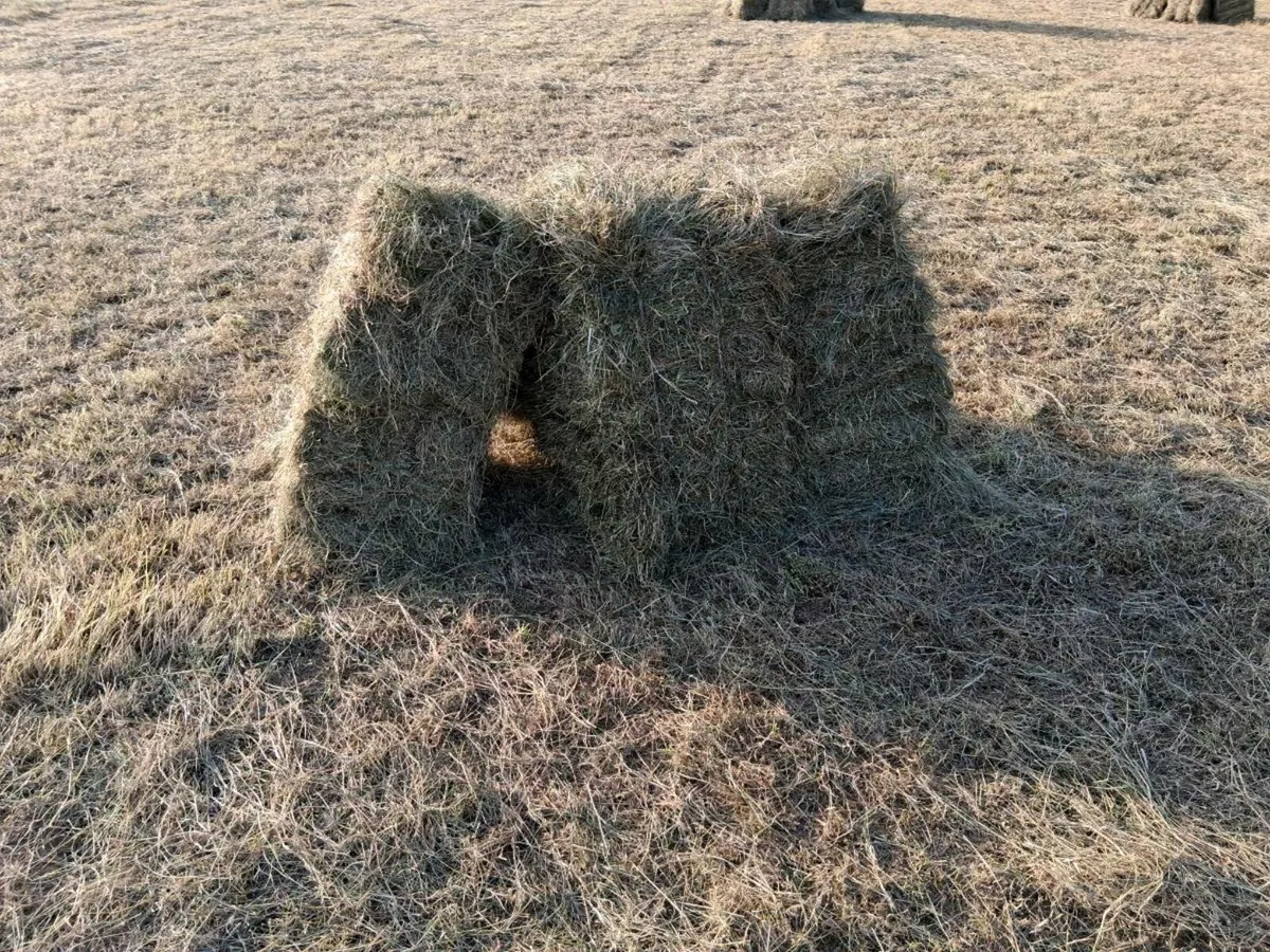 Hay,square bales - Image 2