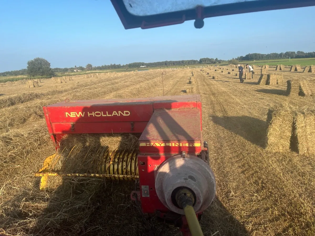Square bales hay - Image 1