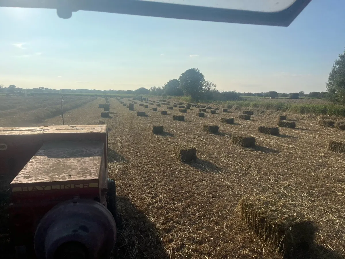 Square bales hay - Image 2