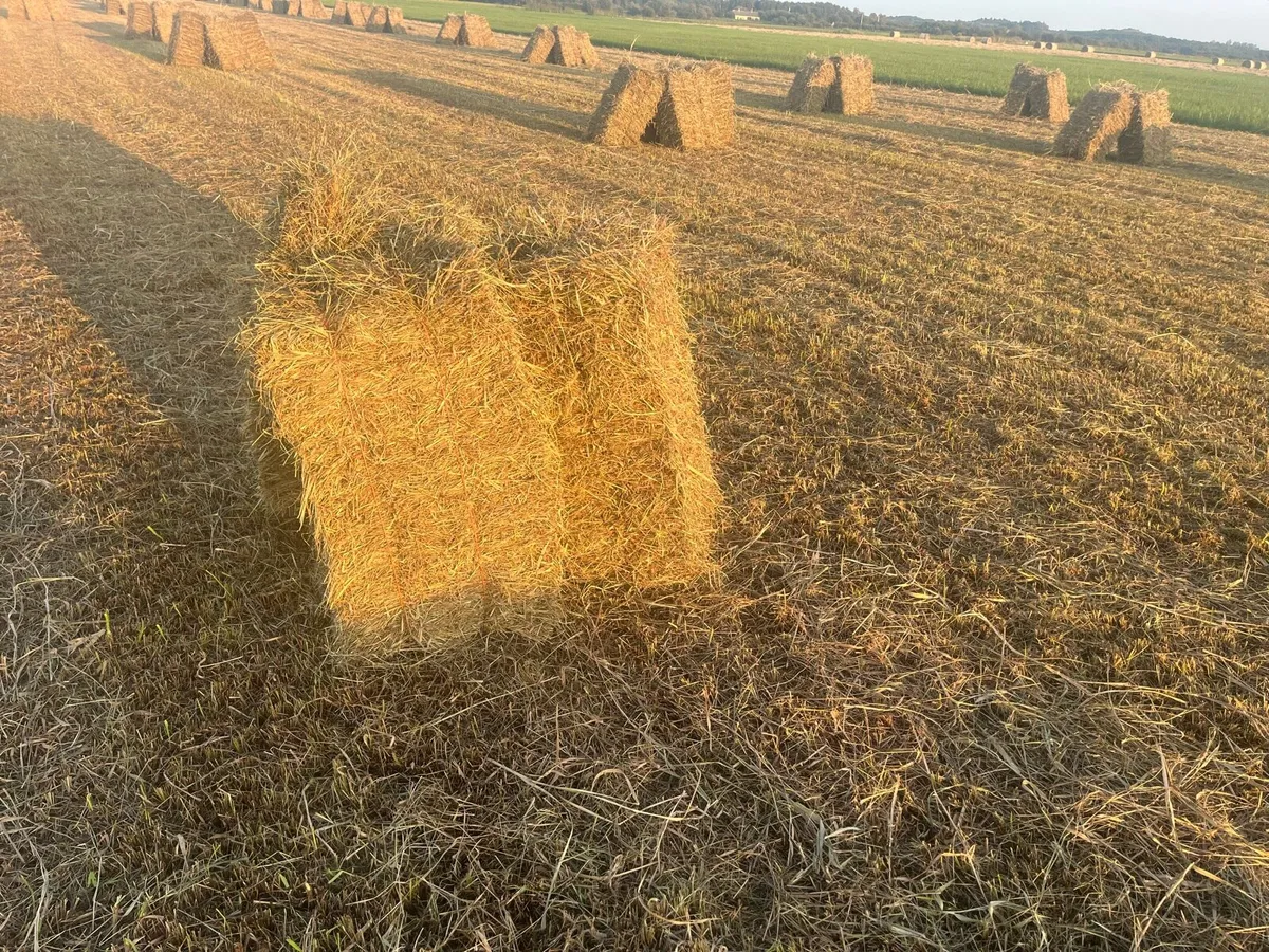 Square bales hay - Image 4