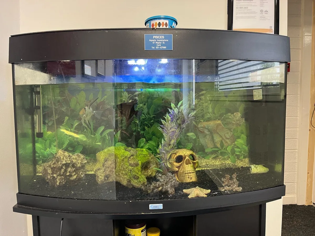 Fish tank, Aquarium - Image 1