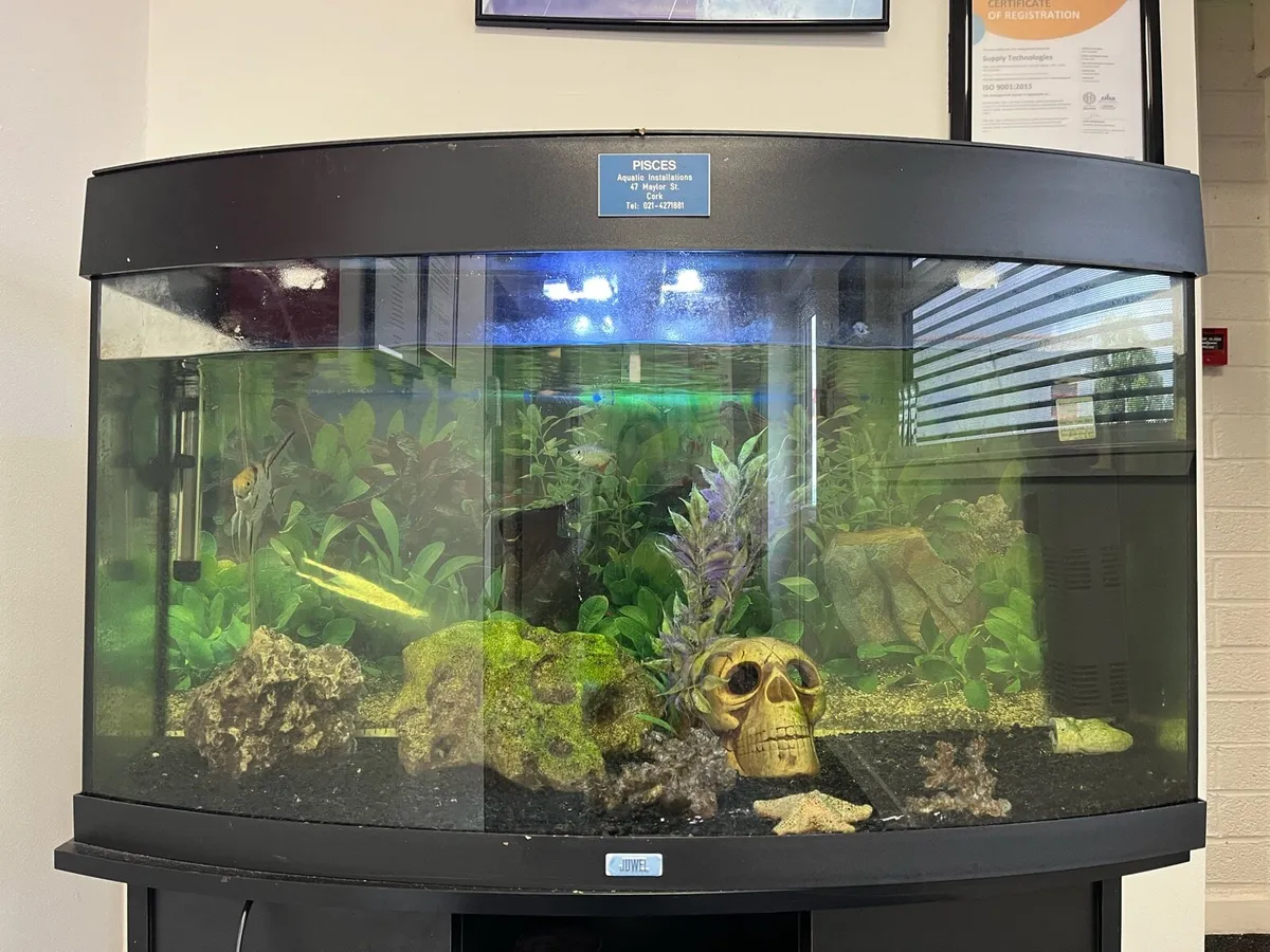Fish tank, Aquarium - Image 3