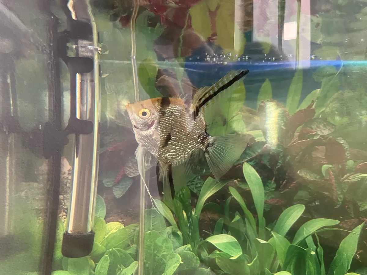 Fish tank, Aquarium - Image 4