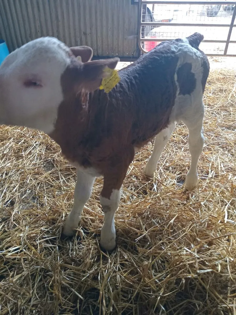 Smashing ORGANIC simmental heifer calf - Image 1