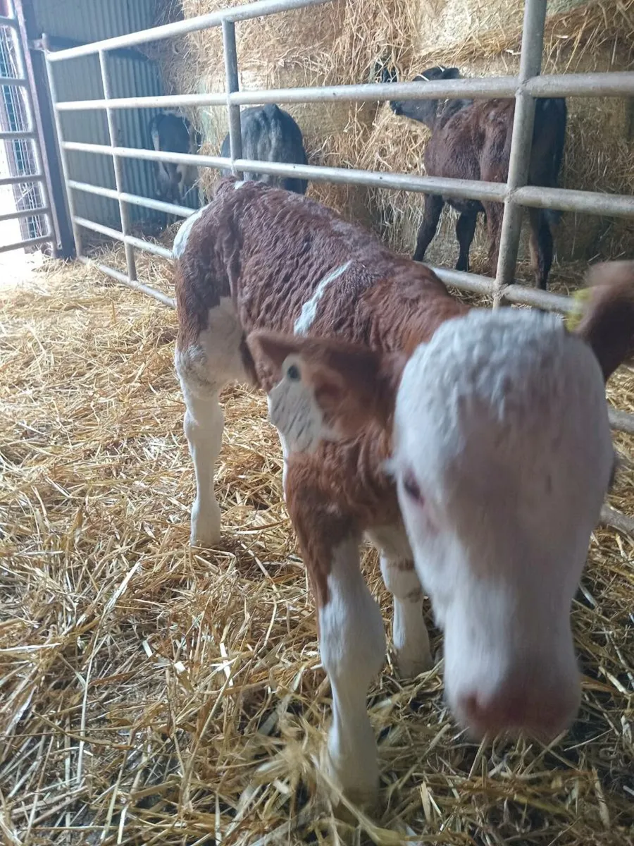 Smashing ORGANIC simmental heifer calf - Image 2