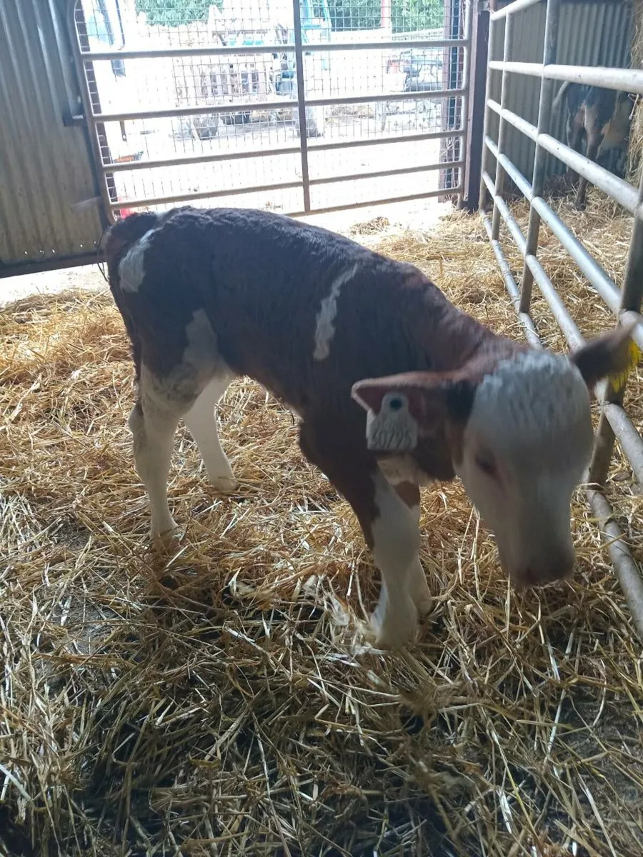 Smashing ORGANIC simmental heifer calf - Image 3
