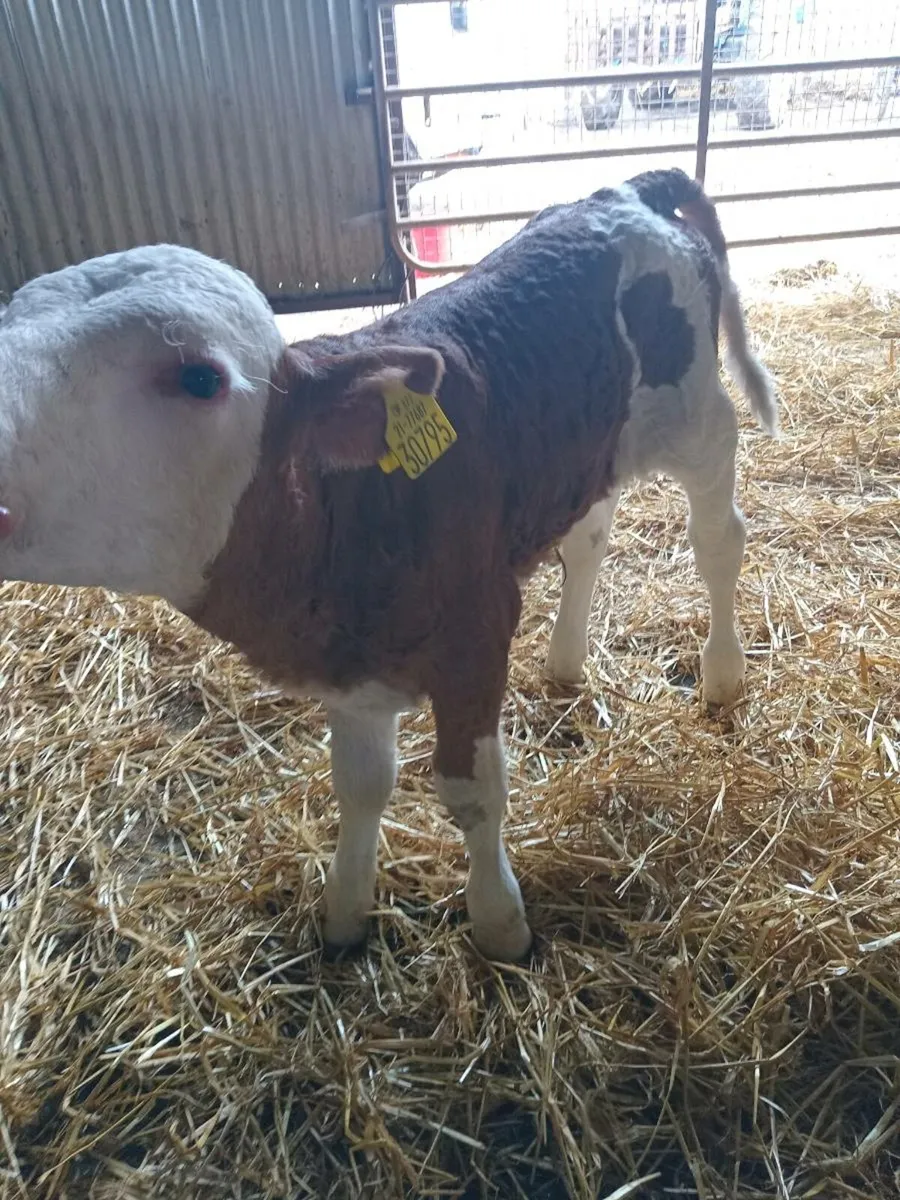 Smashing ORGANIC simmental heifer calf - Image 4