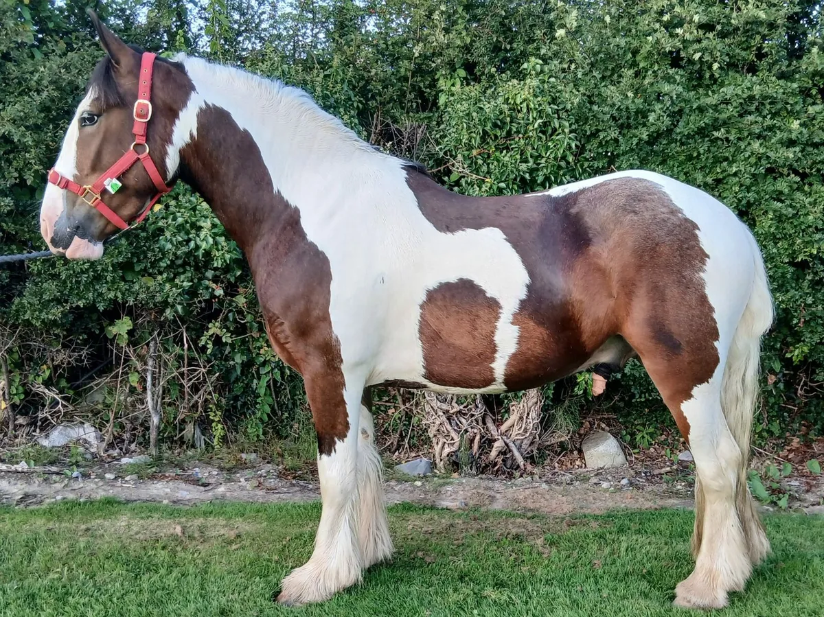 Beautiful cob gelding - Image 1