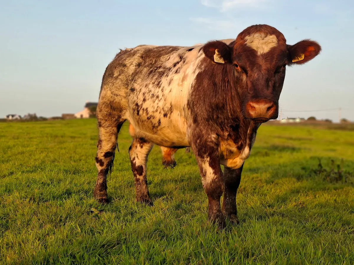 PBR Shorthorn bull - Image 4