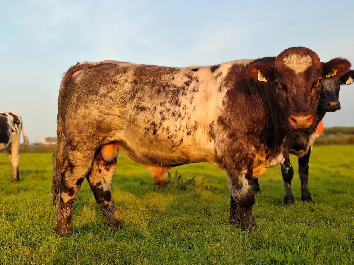 PBR Shorthorn bull - Image 3