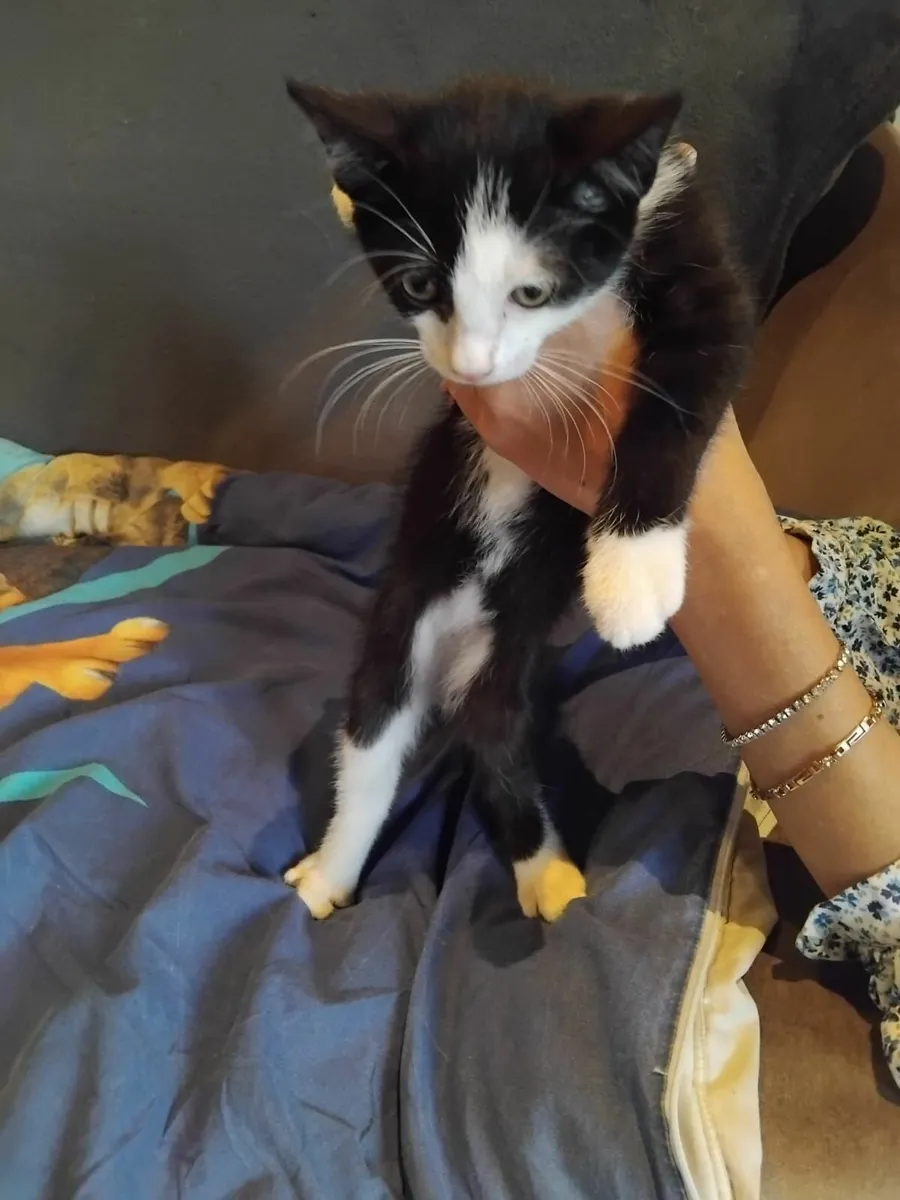 Two cute kittens looking for loving family - Image 1