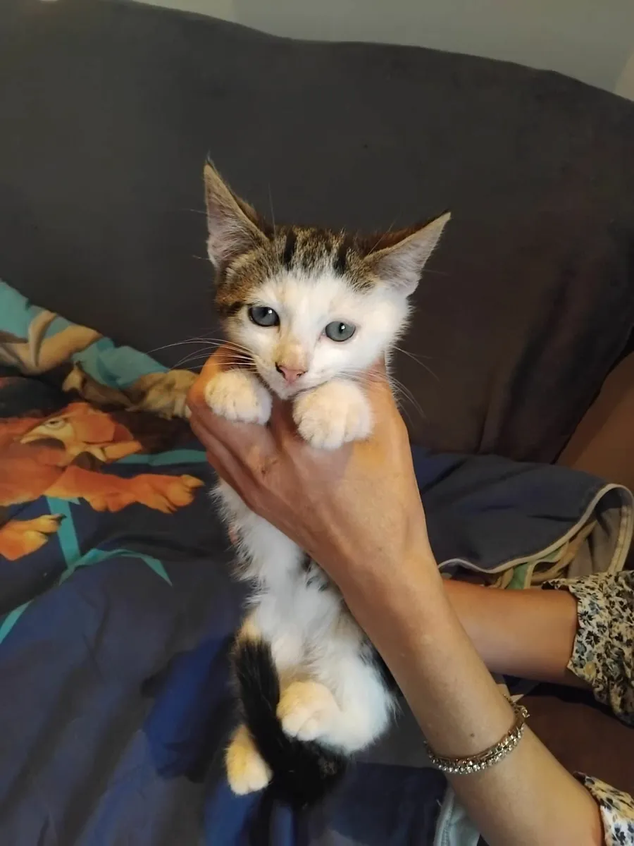 Two cute kittens looking for loving family - Image 2