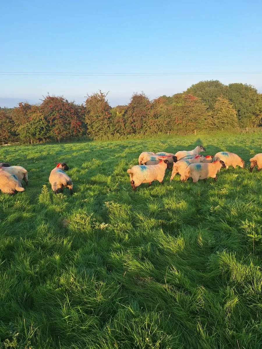 Organic ewe lambs - Image 1
