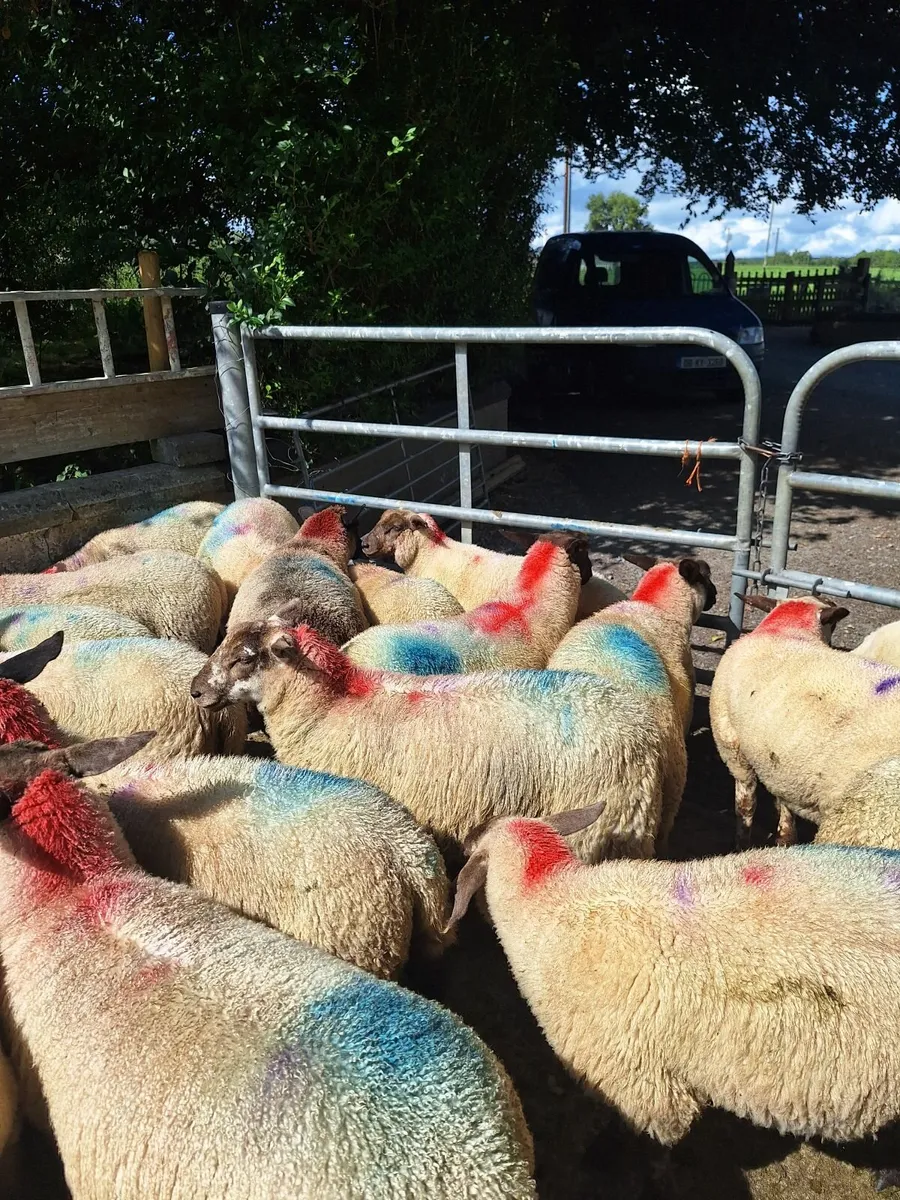 Organic ewe lambs - Image 2
