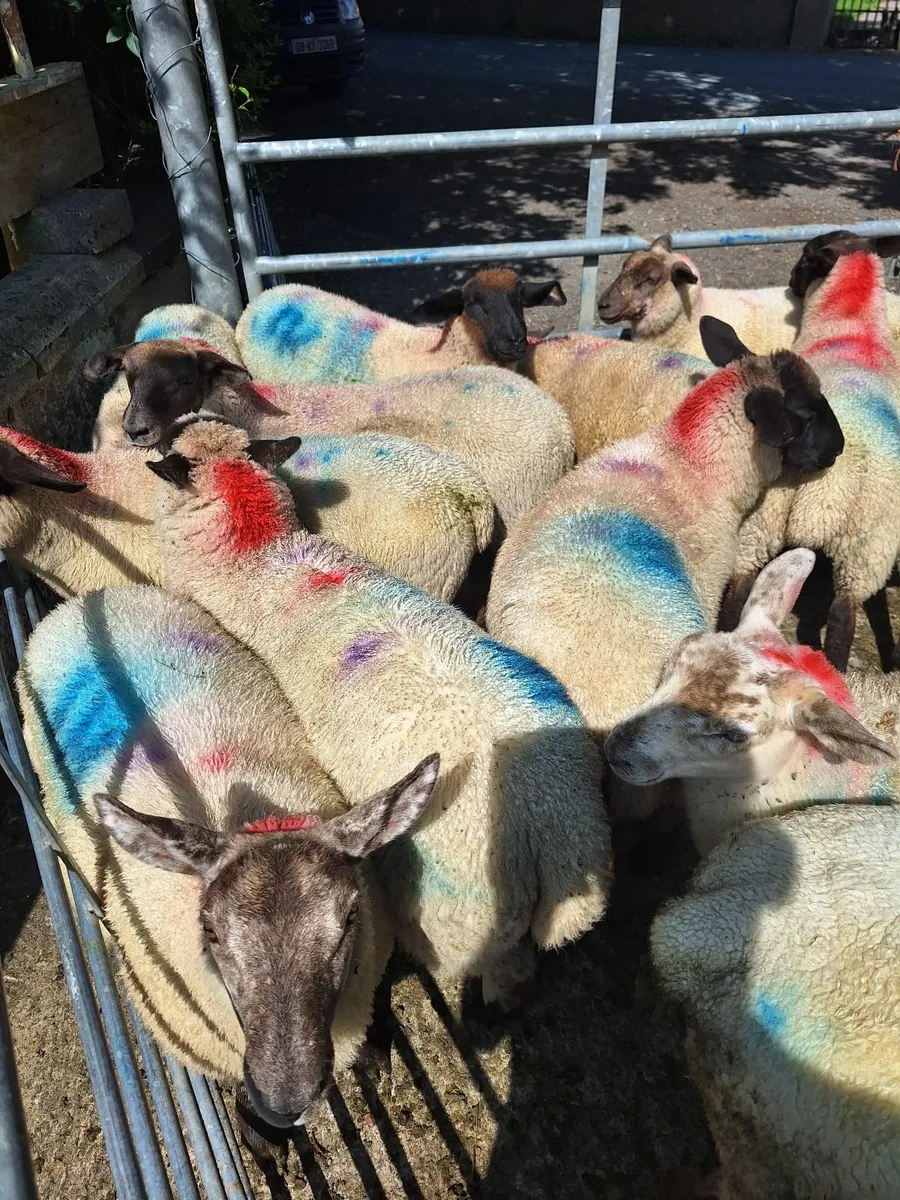 Organic ewe lambs - Image 3