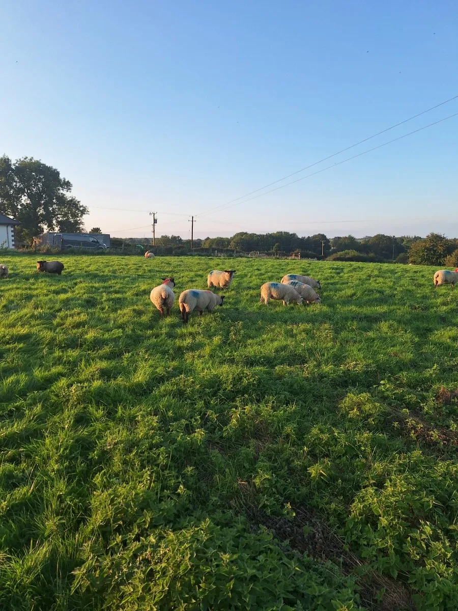 Organic ewe lambs - Image 4