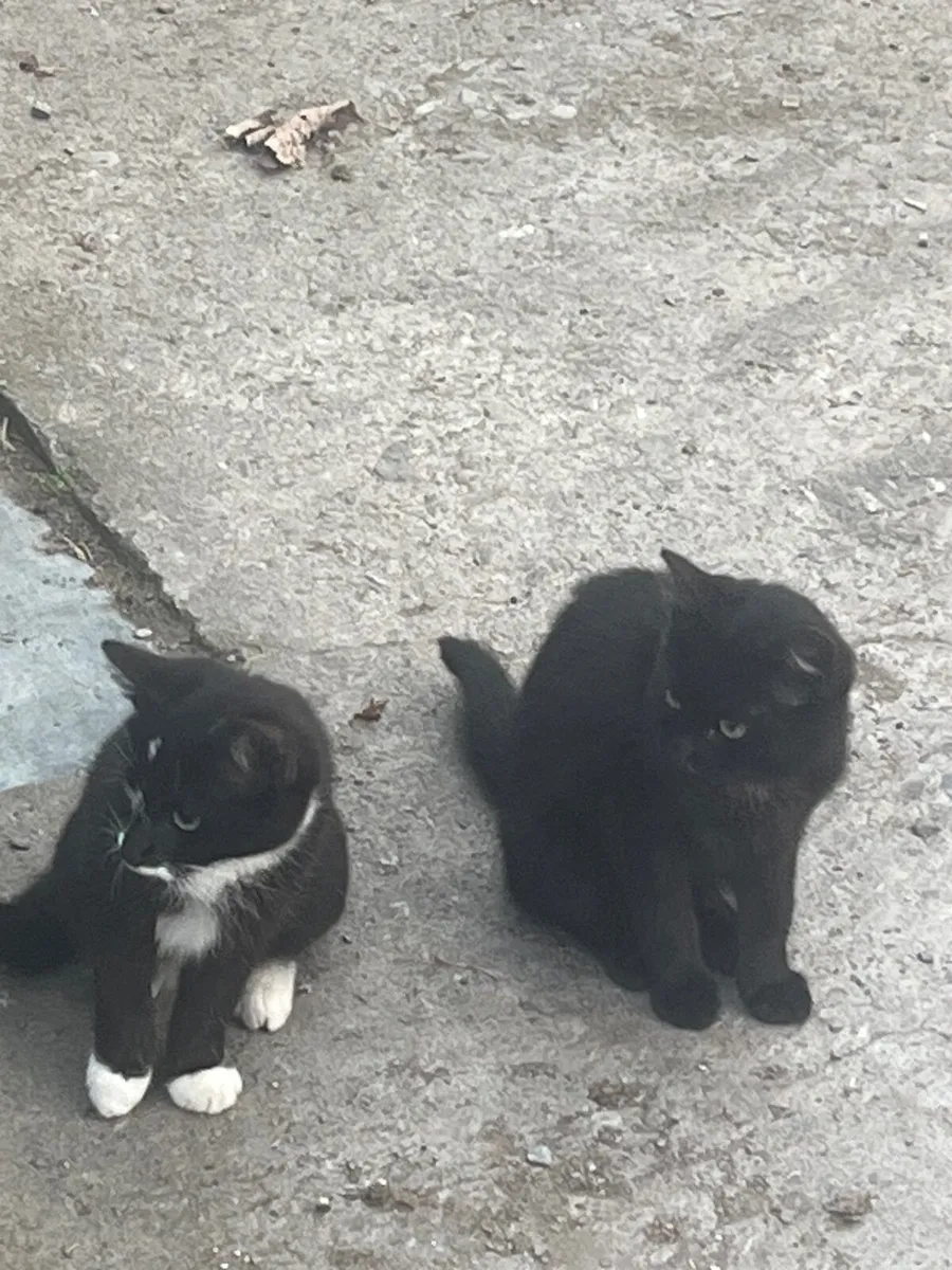 Kittens - Image 1