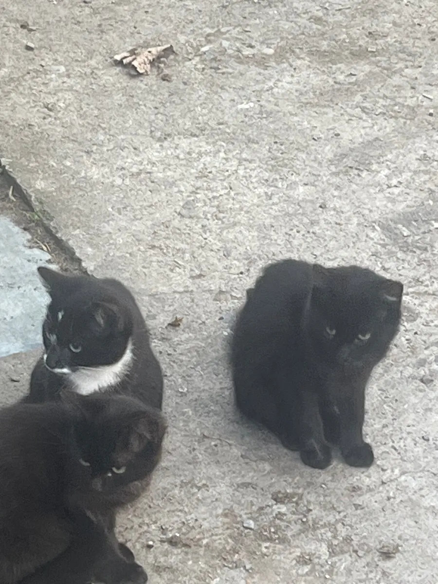 Kittens - Image 2