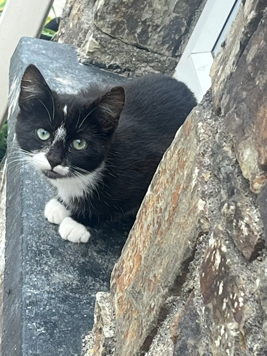 Kittens - Image 3