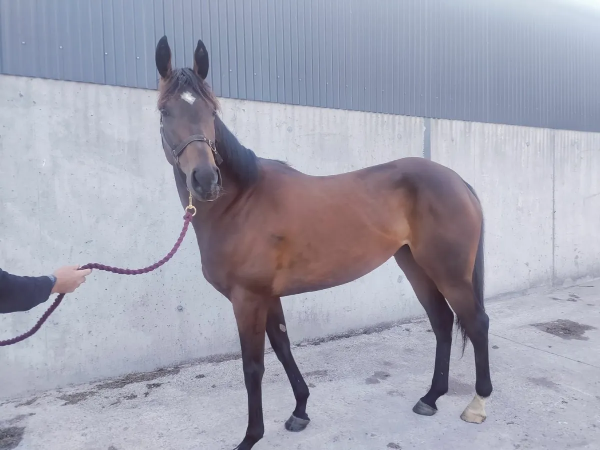 5-Year-Old Thoroughbred Mare - Image 2