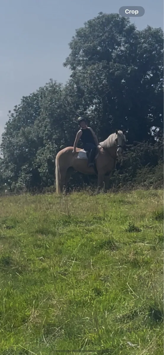 Palomino Gelding - Image 1