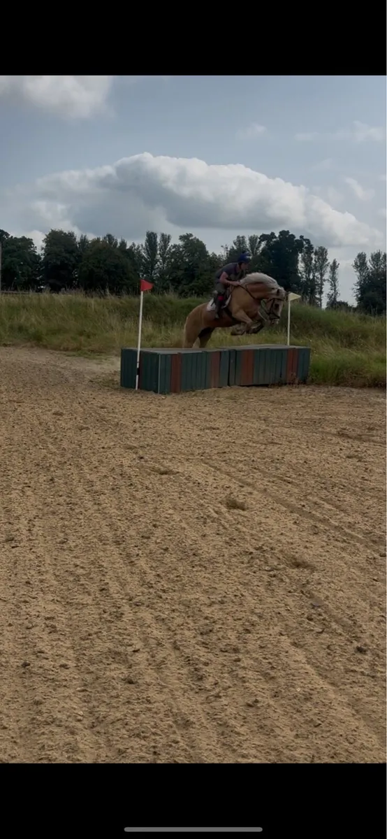Palomino Gelding - Image 3