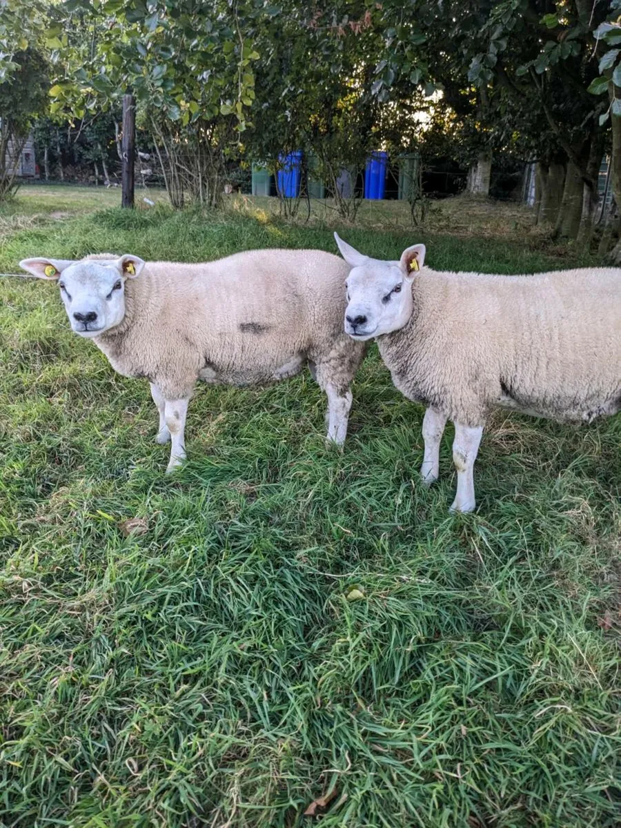 Ram lambs Texel PBR - Image 1