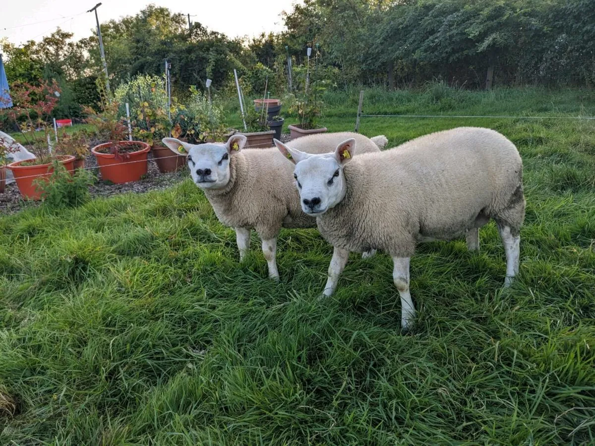 Ram lambs Texel PBR - Image 2