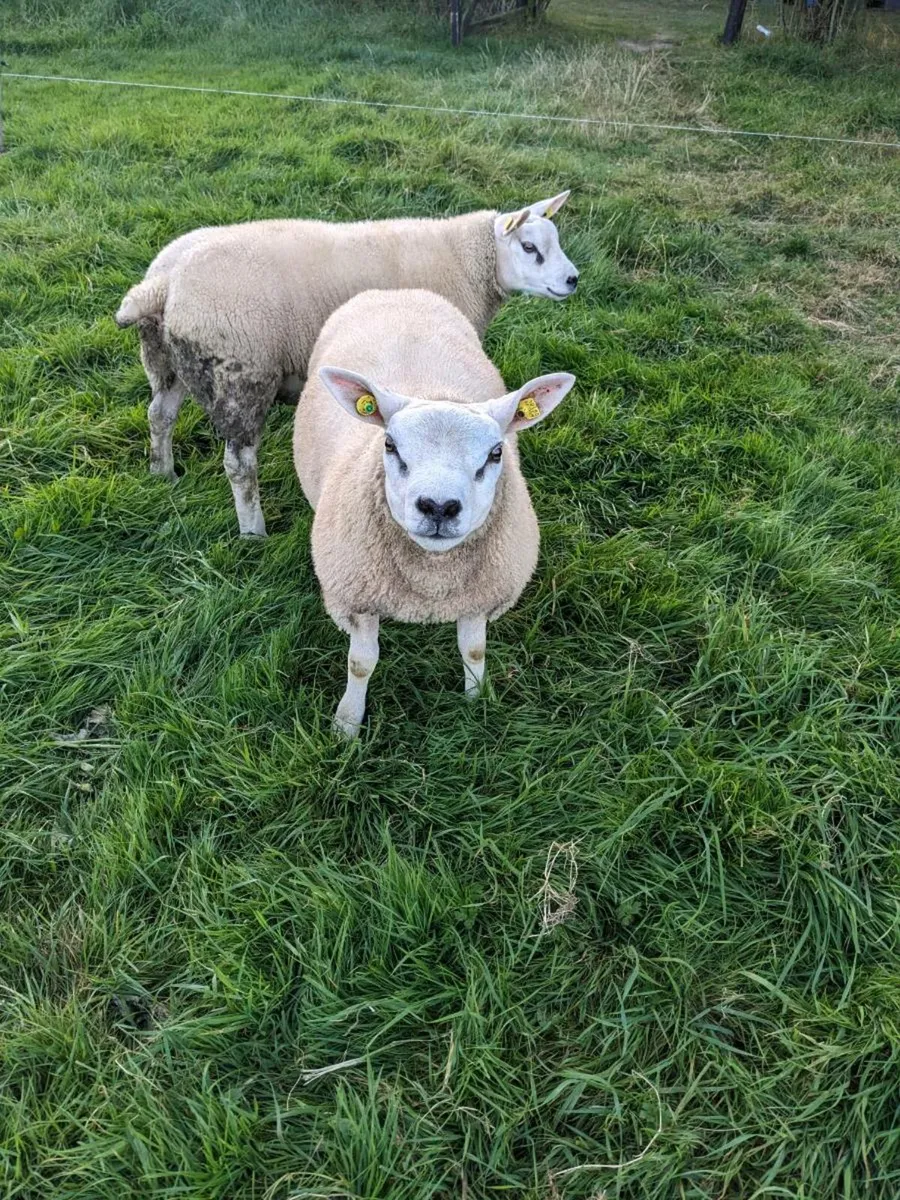 Ram lambs Texel PBR - Image 3