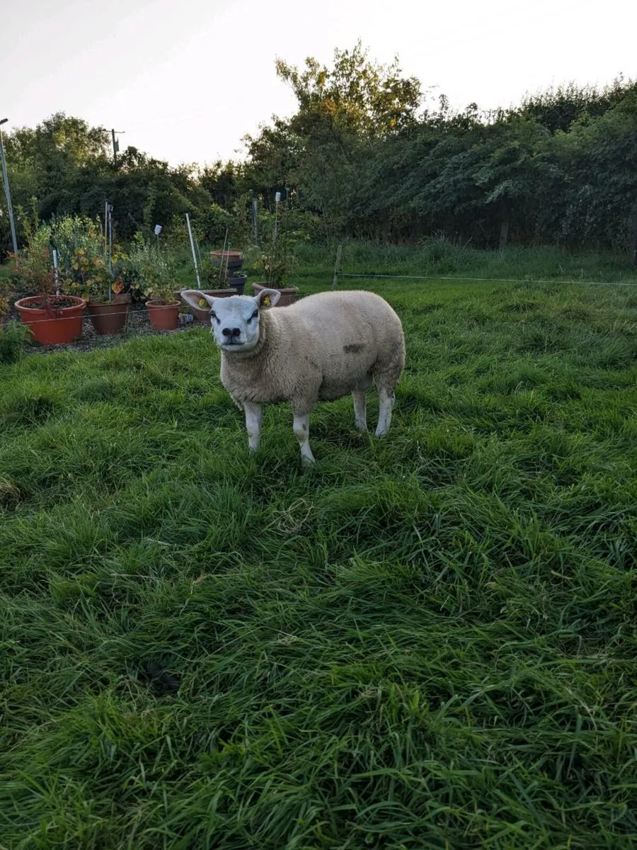 Ram lambs Texel PBR - Image 4