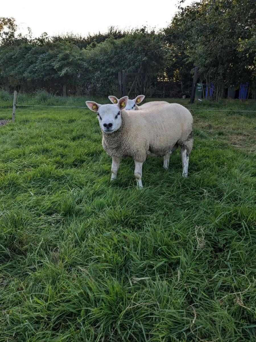 SIS and 4/4 Star Ram lambs Texel PBR - Image 1