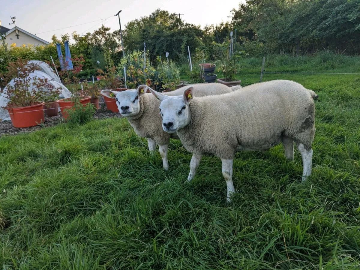SIS and 4/4 Star Ram lambs Texel PBR - Image 1