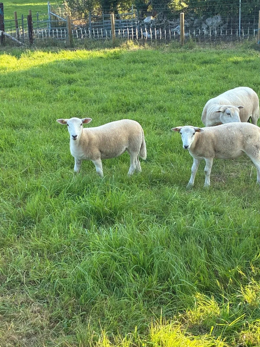Organic Easycare Ewe Lambs + Stores - Image 3