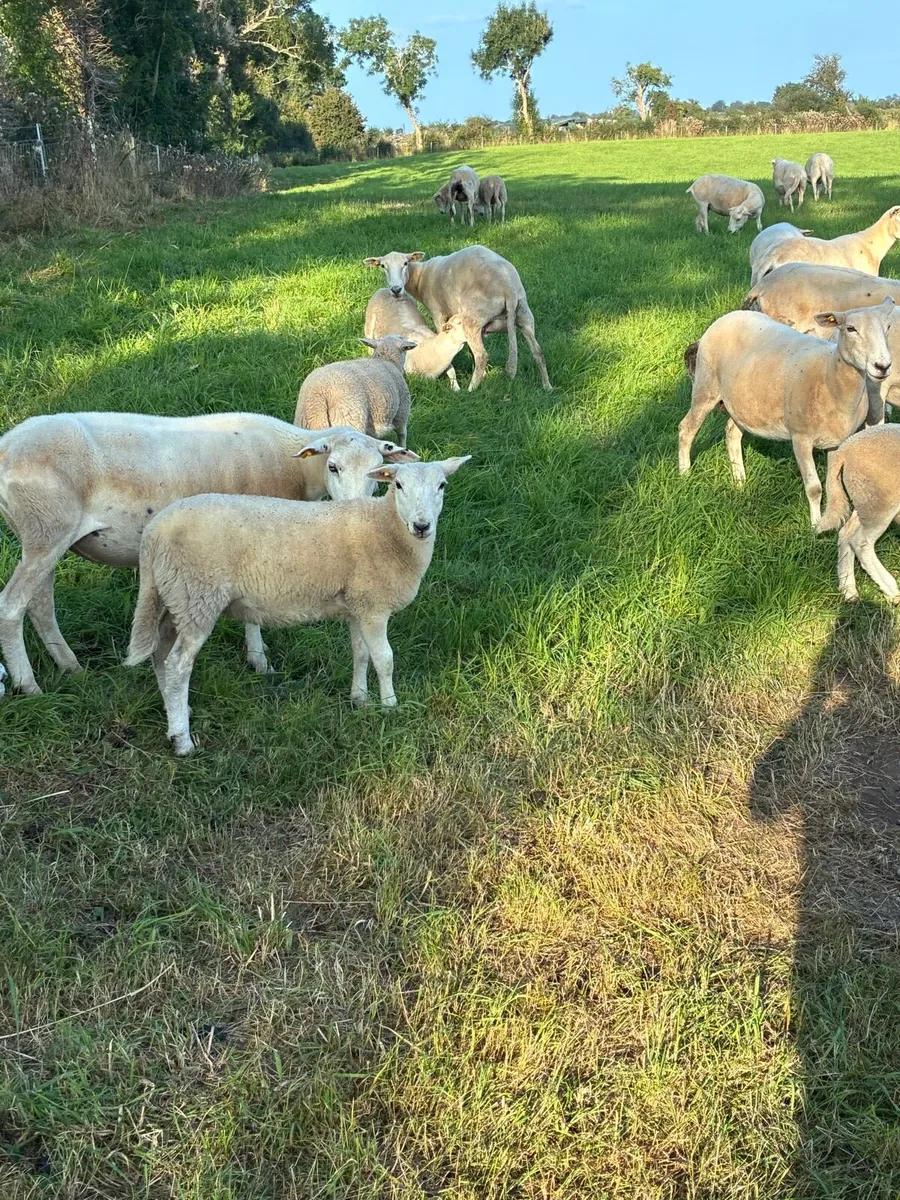 Organic Easycare Ewe Lambs + Stores - Image 4