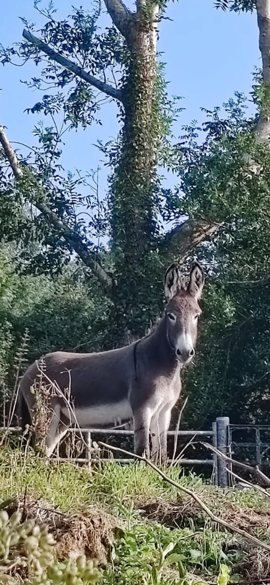 Female Donkey - Image 1